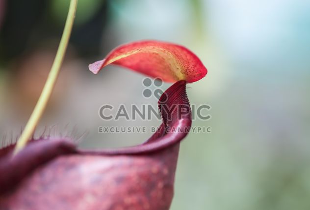 Nepenthes ampullaria, a carnivorous plant - Free image #333293
