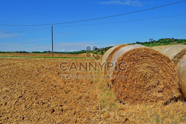 Haystacks, rolled into a cylinders - image gratuit #334743 