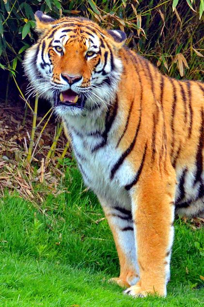 tiger in park - image #334793 gratis