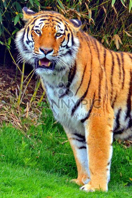 tiger in park - бесплатный image #334793