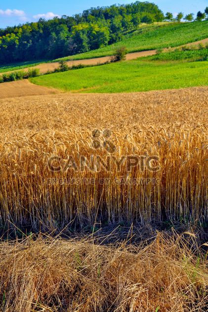 Golden wheat field - image #334803 gratis