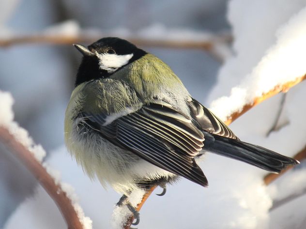 Titmouse sits having ruffled up on a branch of a tree - бесплатный image #335013
