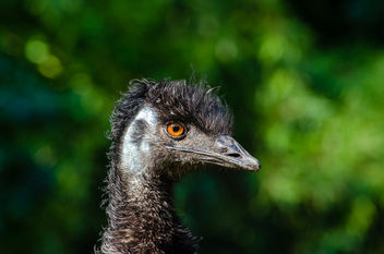 Emu - image gratuit #335723 
