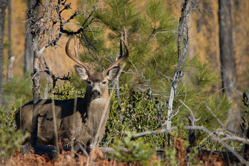 Mule Deer Buck - бесплатный image #336313