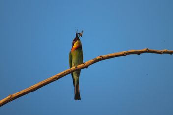 Kingfisher bird on branch - image #337443 gratis