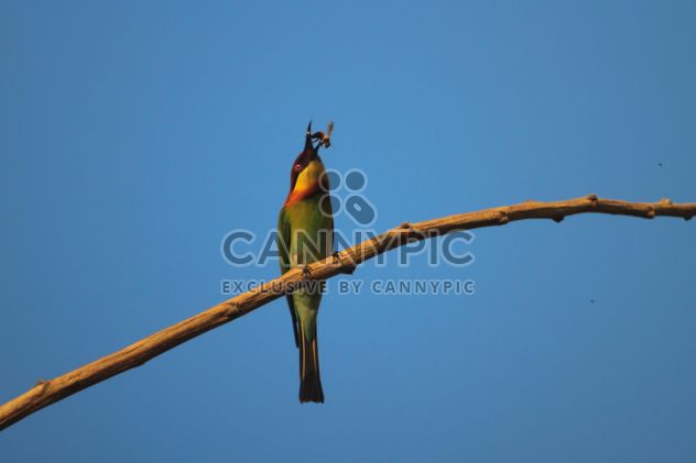 Kingfisher bird on branch - image #337443 gratis