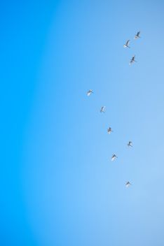 Flock of birds in blue sky - Free image #337453