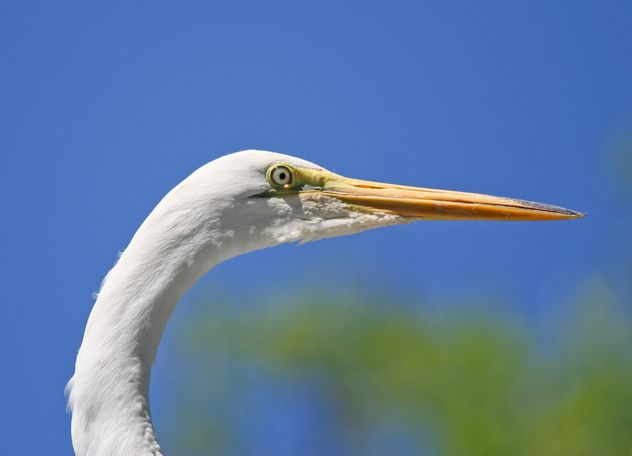 Closeup portrait of egret - image #337463 gratis