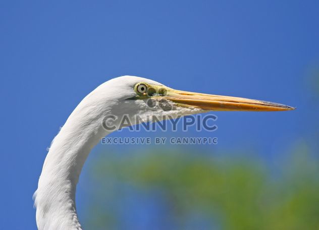 Closeup portrait of egret - image #337463 gratis