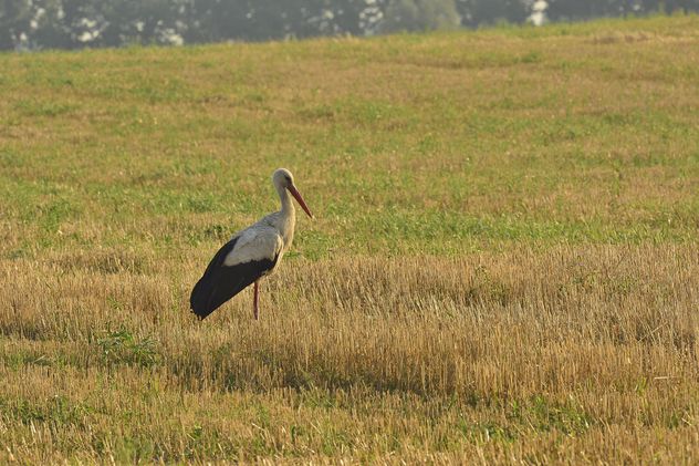 Stork in summer field - image #337493 gratis