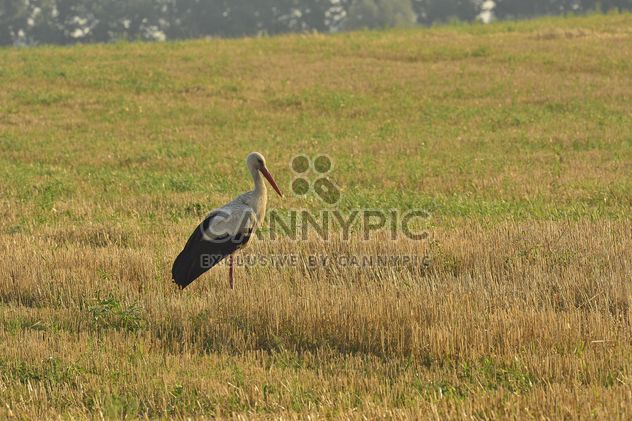 Stork in summer field - Free image #337493