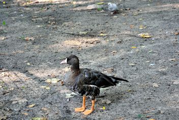 Grey duck on ground - Free image #337533