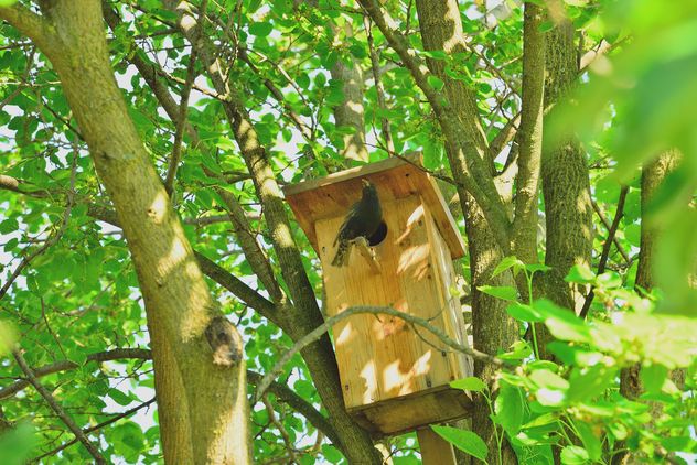 Starling on nesting box - image #337553 gratis