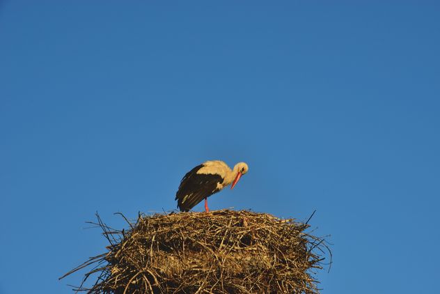 Stork in nest against sky - Free image #337563