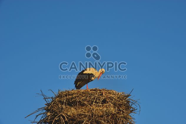 Stork in nest against sky - бесплатный image #337563