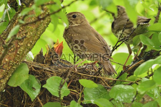 Thrushes and nestlings in nest - image gratuit #337573 