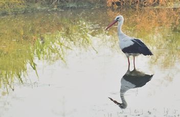 Stork standing in lake - Free image #337583