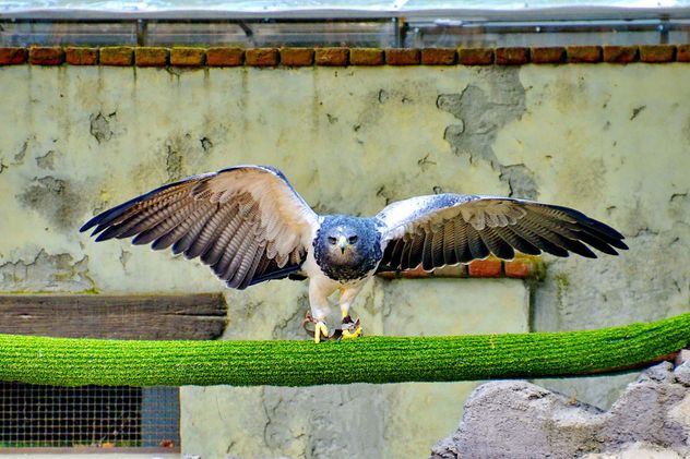 Bird of prey in zoo - image #337813 gratis