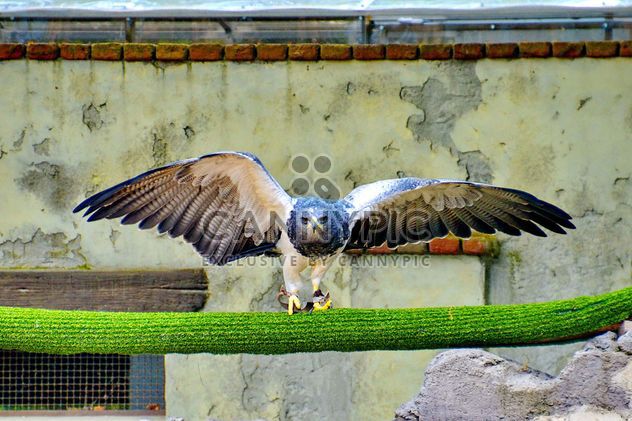 Bird of prey in zoo - Free image #337813