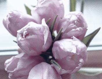 Closeup of purple tulips - Free image #337943
