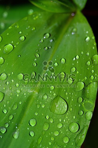 Leaf with water drops - Free image #338273