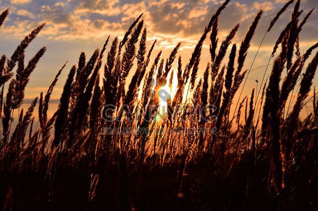 Field of spikelets at sunset - бесплатный image #338303