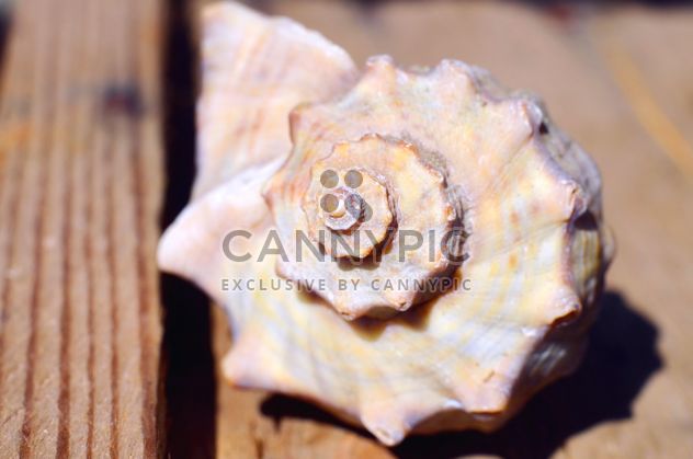Closeup of rapan seashell - Free image #338323