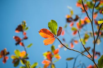 Colorful leaves on tree branches - Kostenloses image #338603