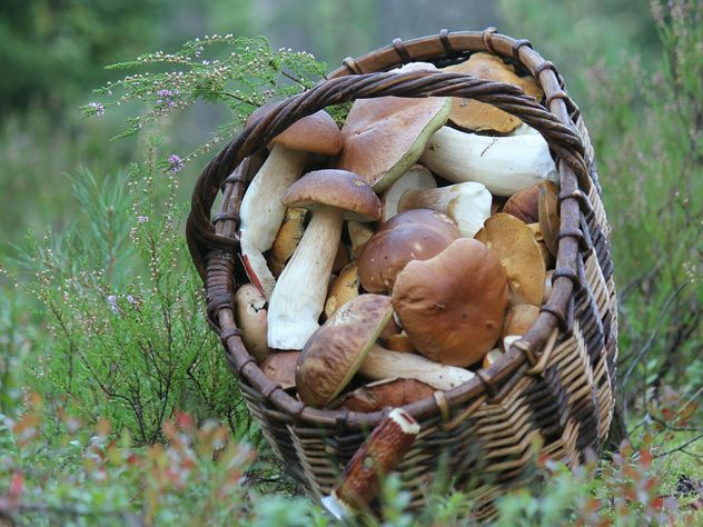 Basket of white mushrooms - Free image #339173
