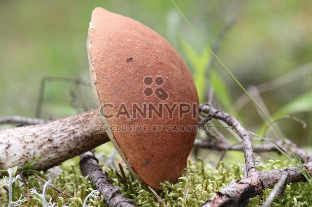 Closeup of mushroom in forest - Free image #339183
