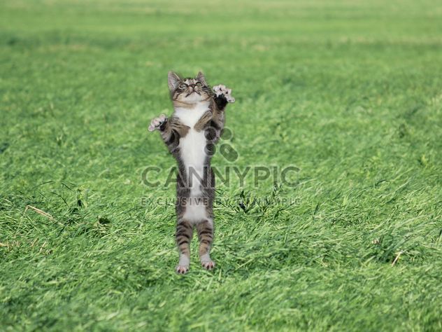 Grey kitten on green grass - image gratuit #339193 
