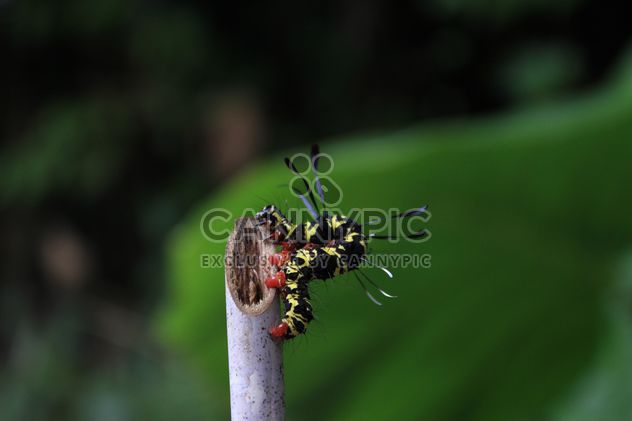 Caterpillar on wooden stick - image gratuit #341303 