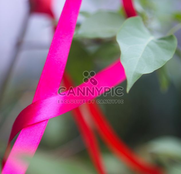 Pink ribbon on a plant - image #342093 gratis
