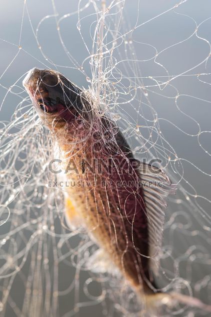 A fish in net - бесплатный image #343583