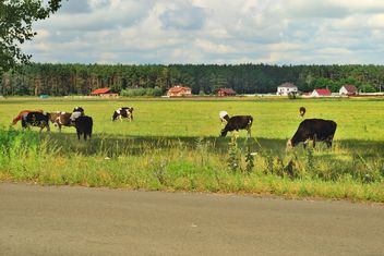 A cow pasture - бесплатный image #343833