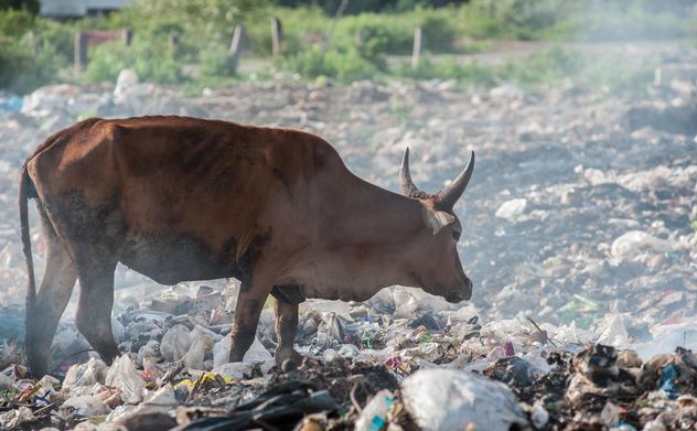 cows on landfill - Free image #343843
