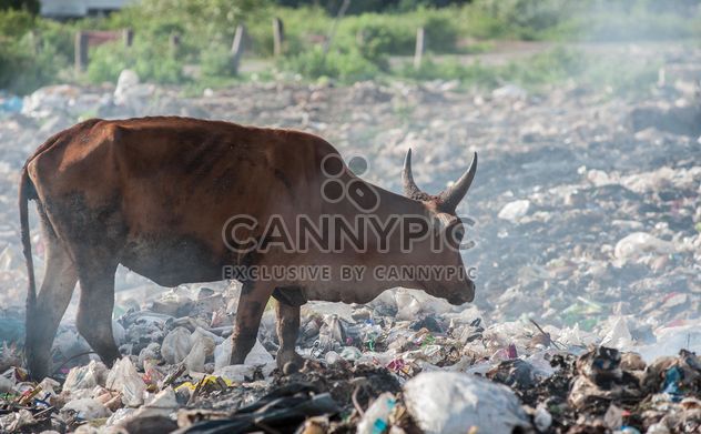 cows on landfill - image #343843 gratis