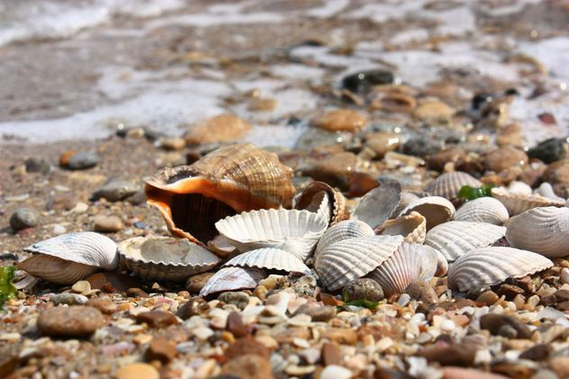 Sea shell texture - бесплатный image #344103