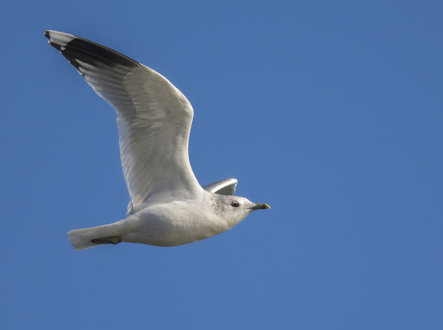 Common Gull - бесплатный image #344253