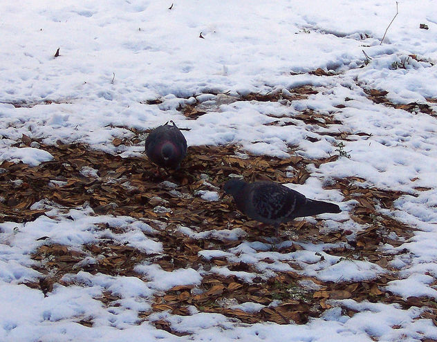 Pigeons looking for something to eat !! - бесплатный image #344413