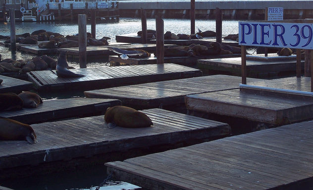 USA (San Francisco, CA) Sea lions living at Pier 39 - image gratuit #345223 