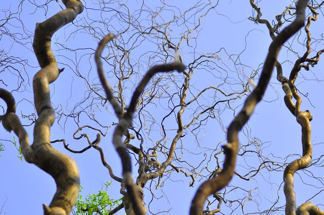 Trees trunks against clear blue sky - image gratuit #345903 