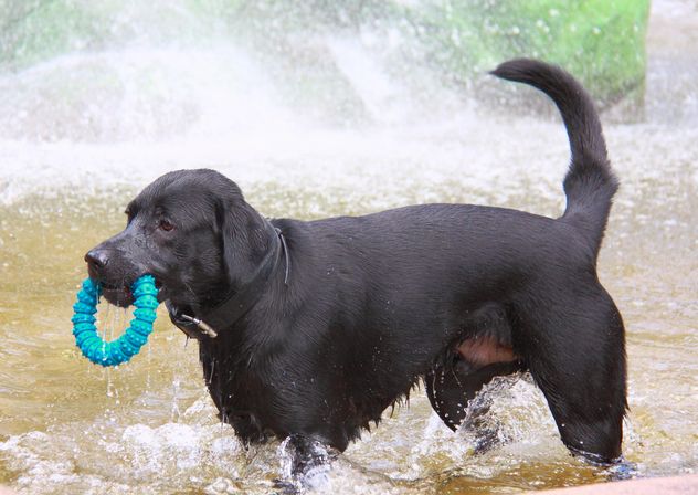 Black dog with toy ring in fountain - Free image #346193