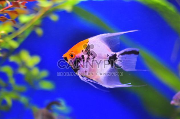 Beautiful fish in aquarium - image gratuit #346923 