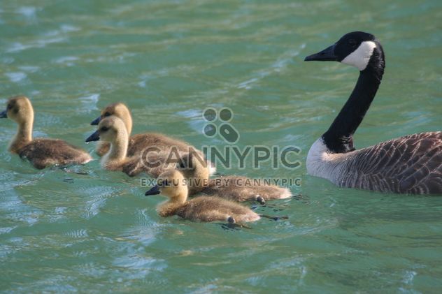 Canadian geese with babies swimming in pond - бесплатный image #346973