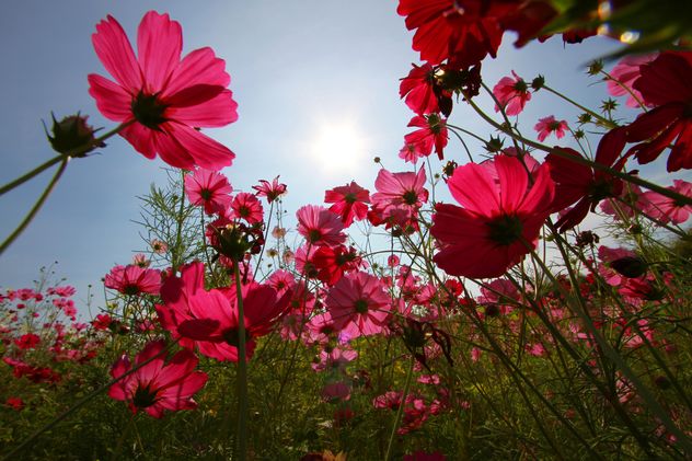 Pink cosmos flowers at sunset - Free image #347733
