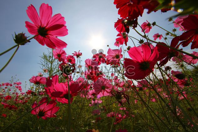 Pink cosmos flowers at sunset - image gratuit #347733 