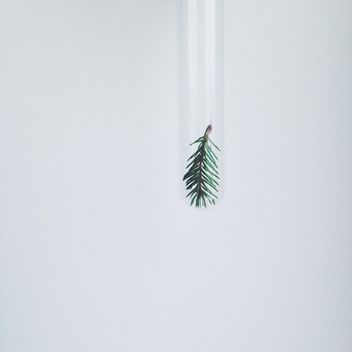 Small fir branch on white background - бесплатный image #347783