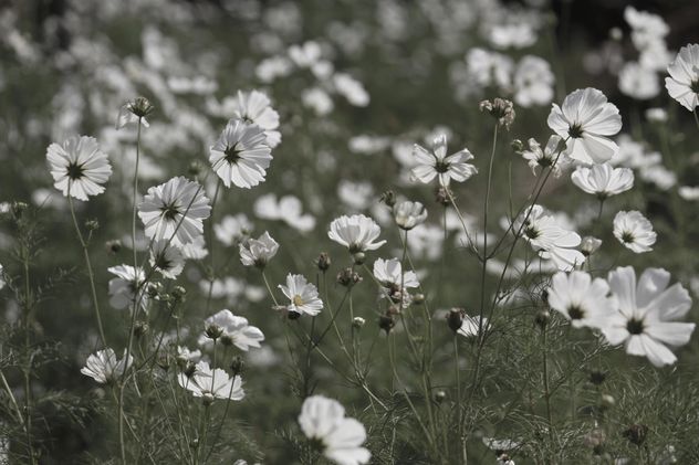Field of beautiful cosmos flowers, black and white - Free image #347793