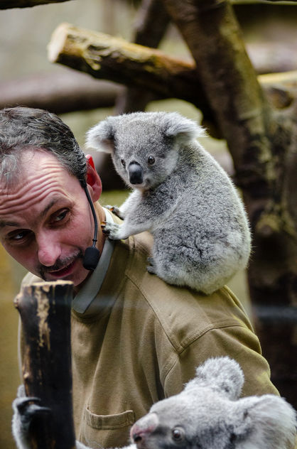 Koala Baby - Kostenloses image #348333